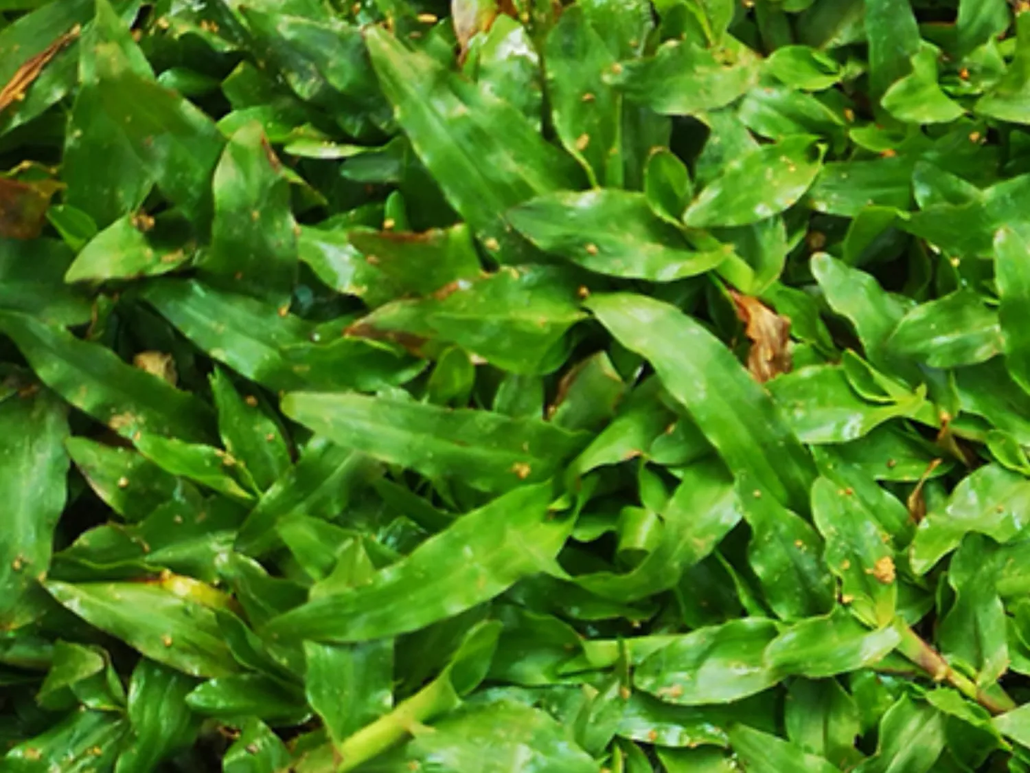 Pearl Grass Supply & Install